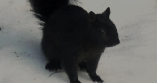 real eyes realize real lies.